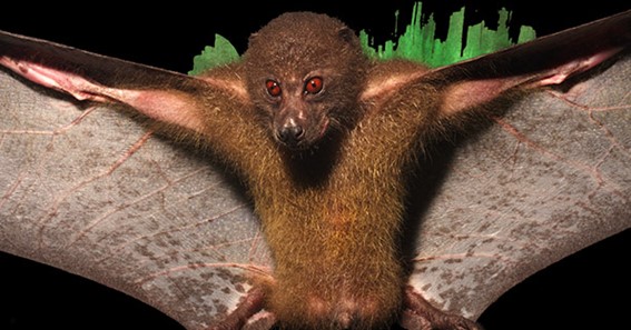 Fijian Monkey-Faced Bat
