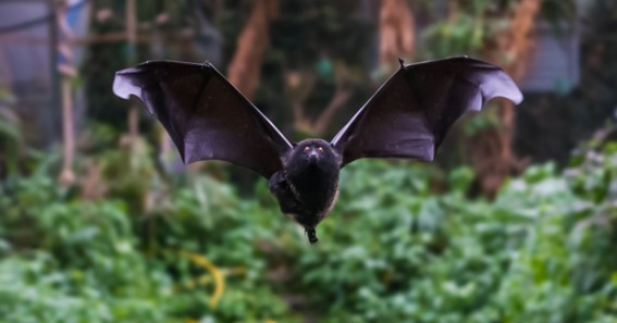 Livingstone’s Fruit Bat