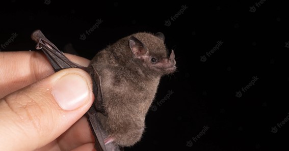 Long-Tongue Fruit-Bat