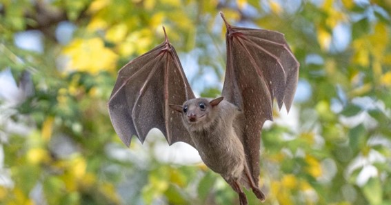 Mariana Fruit-Bat