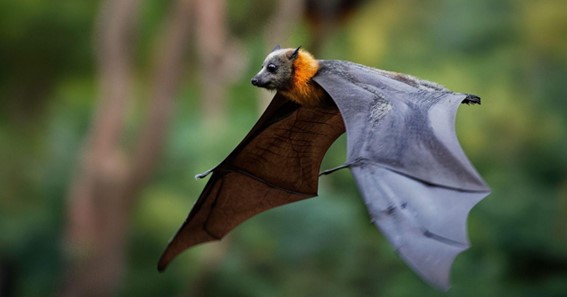 largest bats