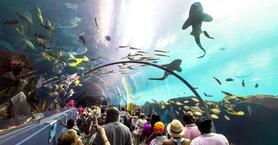 Top 12 Largest Aquariums In The U.S.