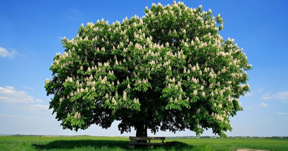 The Chestnut Tree, New York