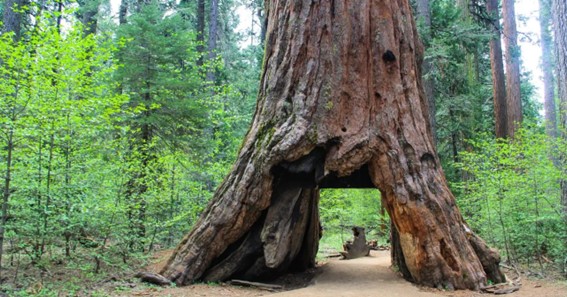 The Redwood Tree, California