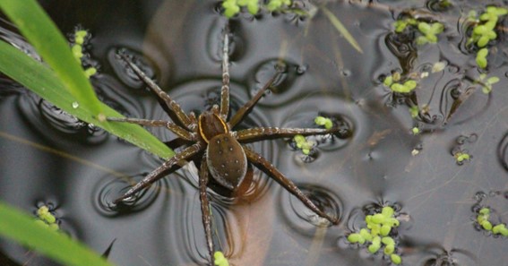 Fishing Spider: 