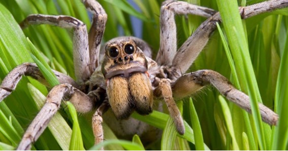 largest spider in colorado