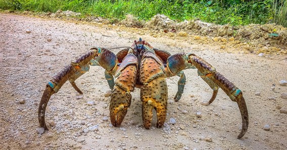 largest hermit crab