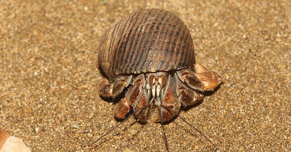 Ecuadorian Hermit Crab