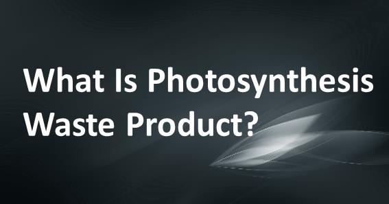 What Is Photosynthesis Waste Product?
